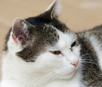 放弃收养猫的5个原因以及如何避免问题